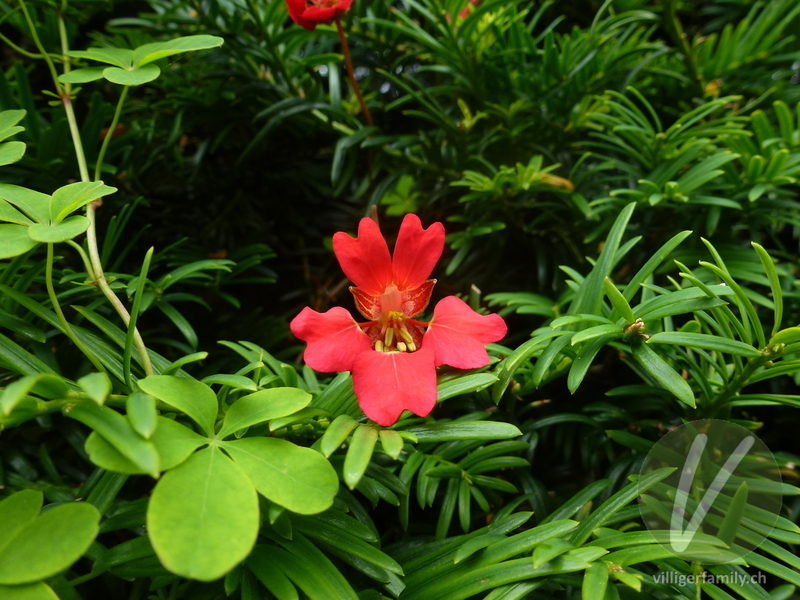 Kapuzinerkresse (Tropaeolum speciosum): Übersicht